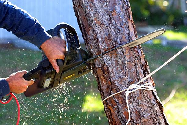 How Our Tree Care Process Works  in  Grove City, OH